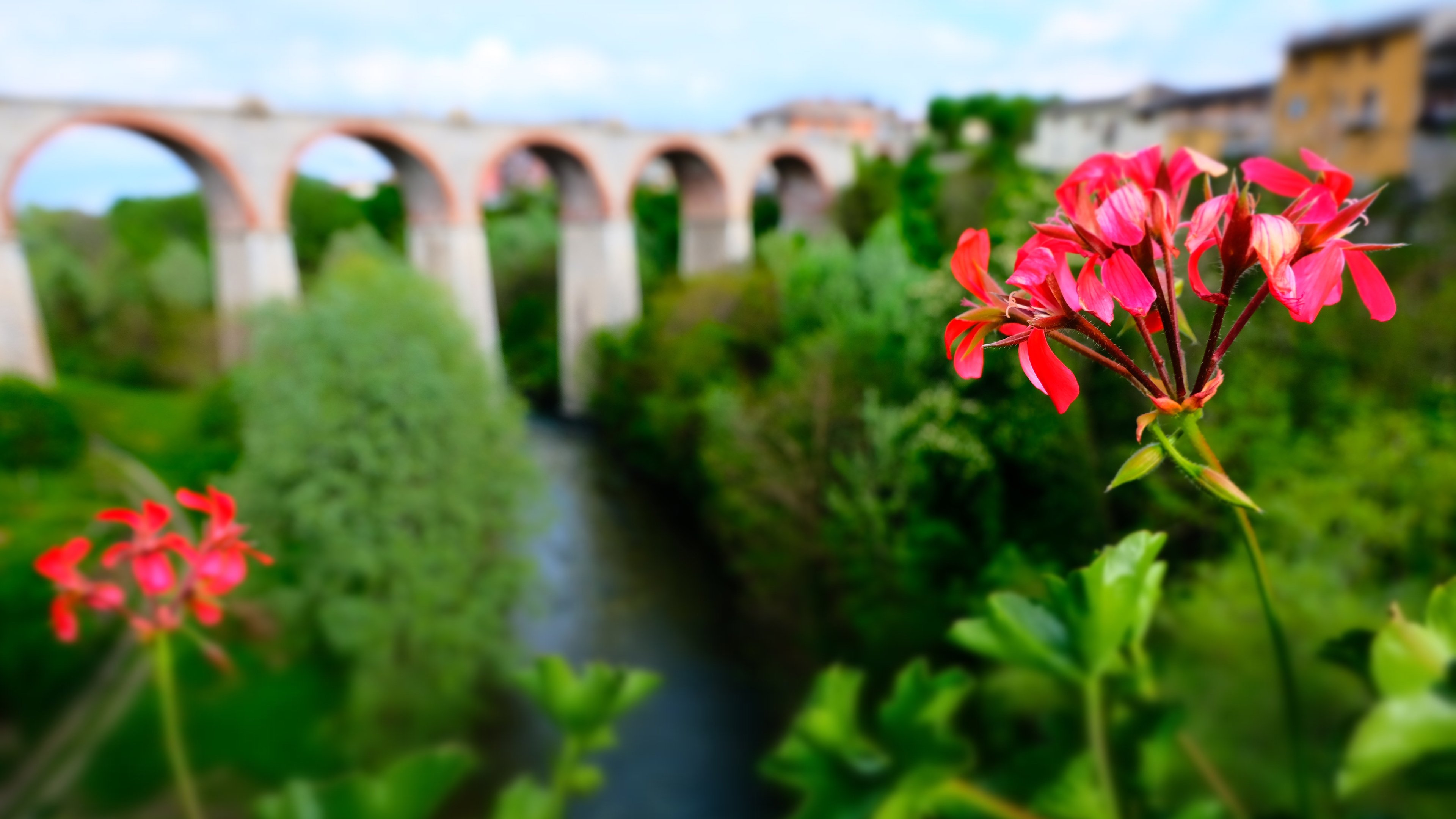 娇艳欲滴,红花,景深