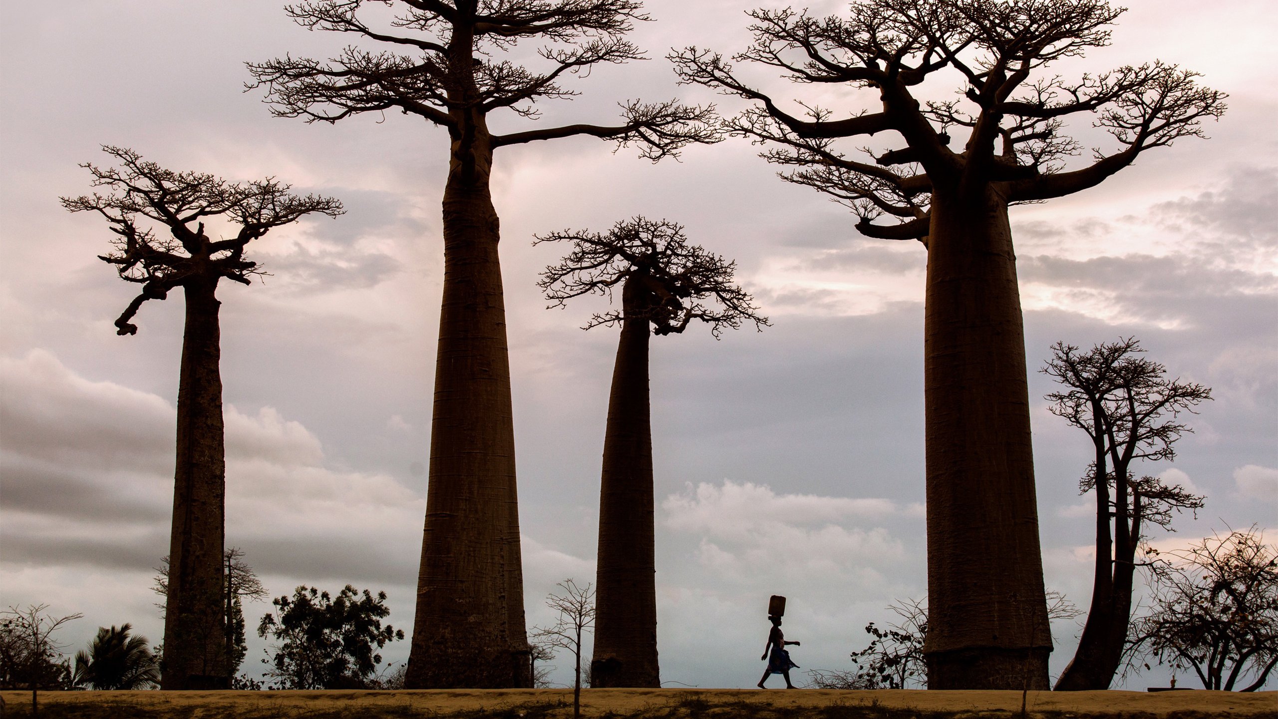 非洲,傍晚,落日