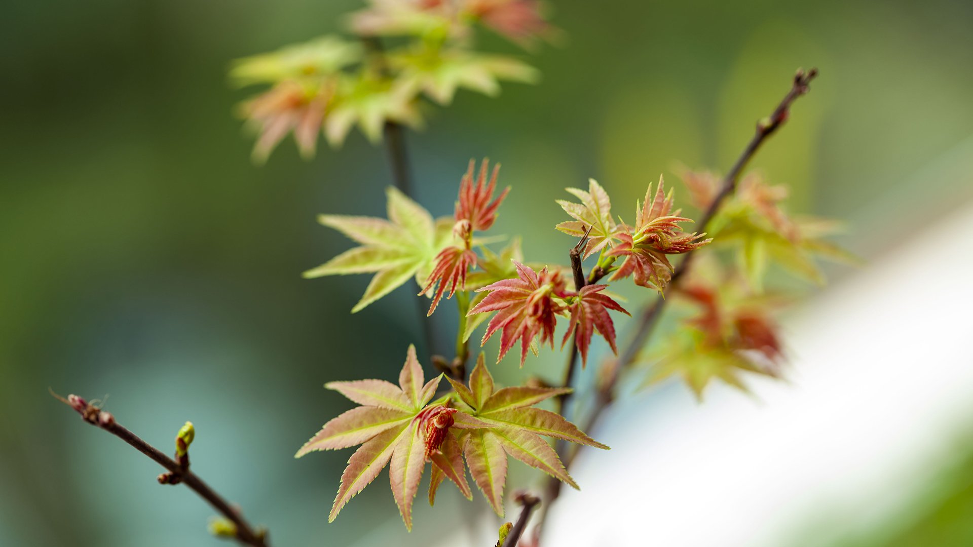 护眼壁纸,枫树叶