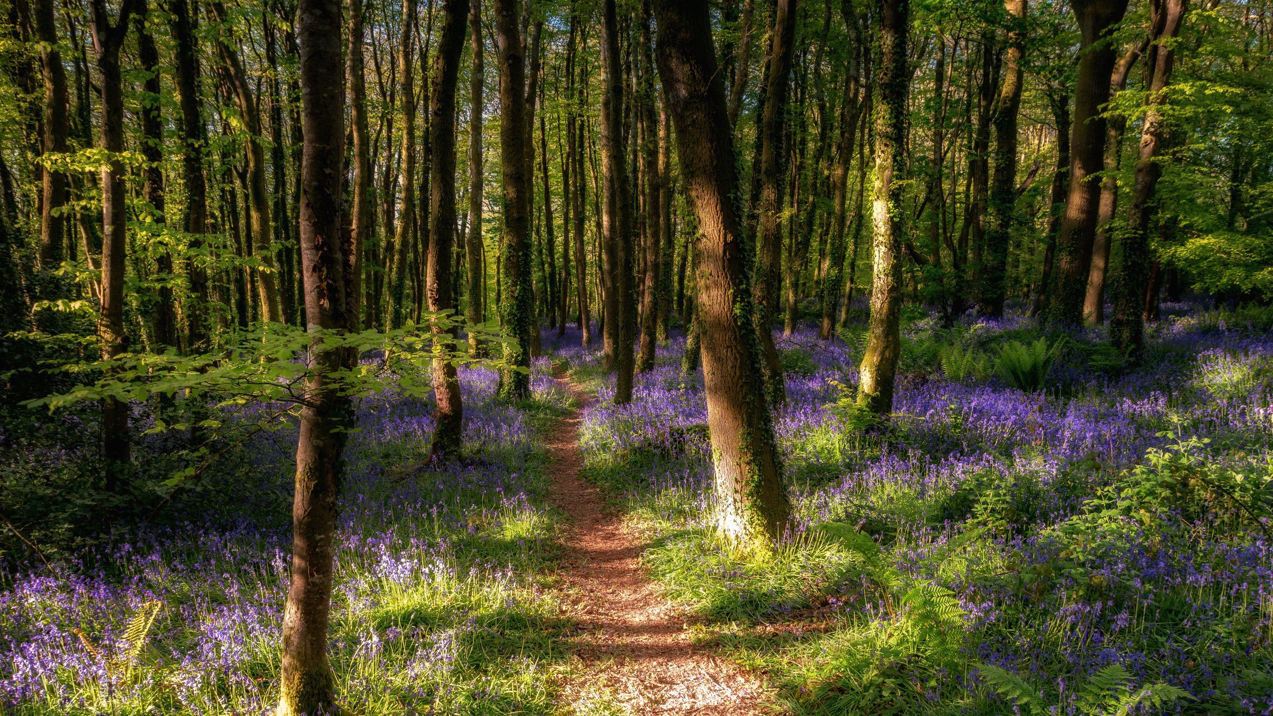 自然风光,树林,森林