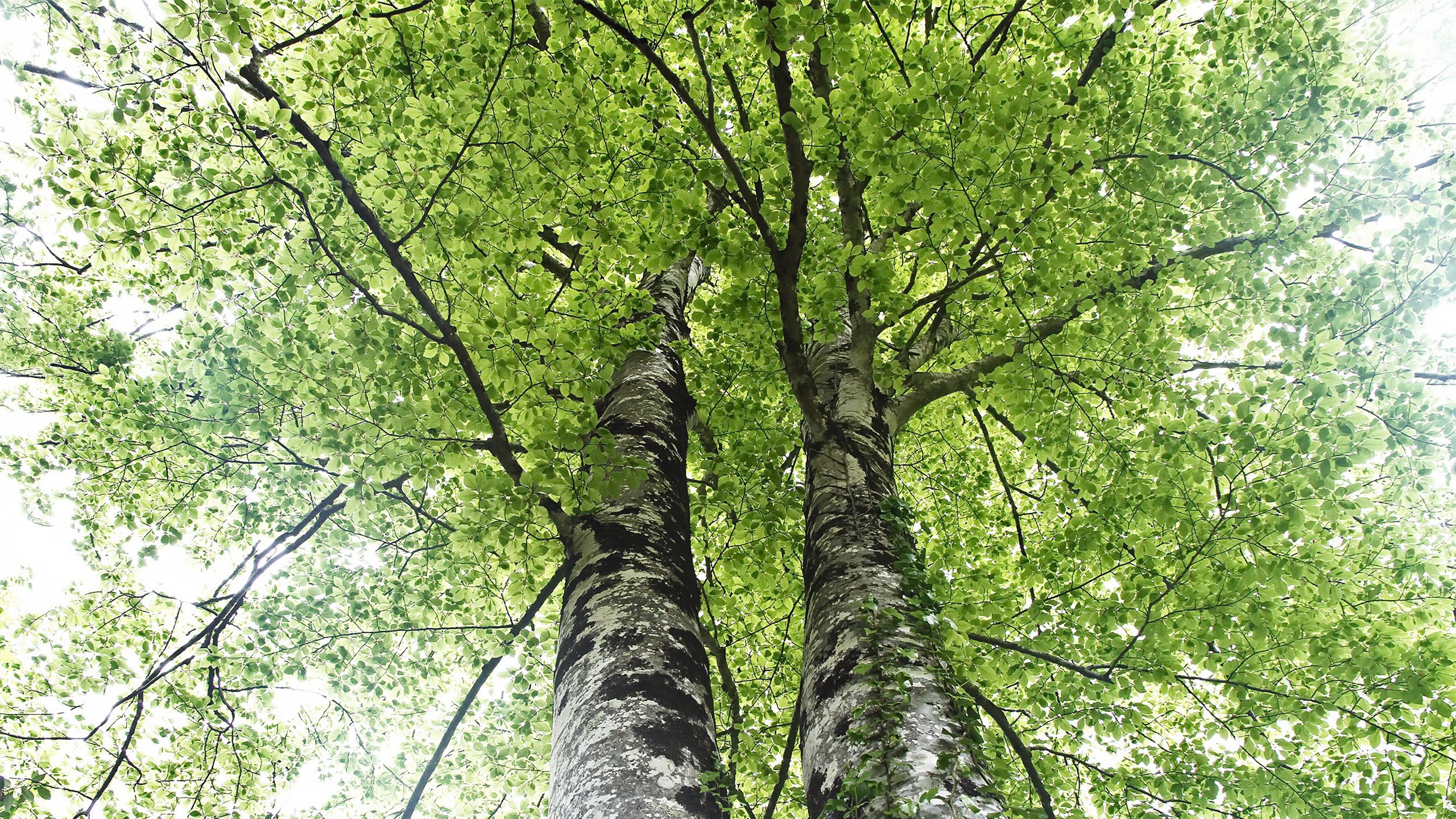 春意盎然,树林,天空