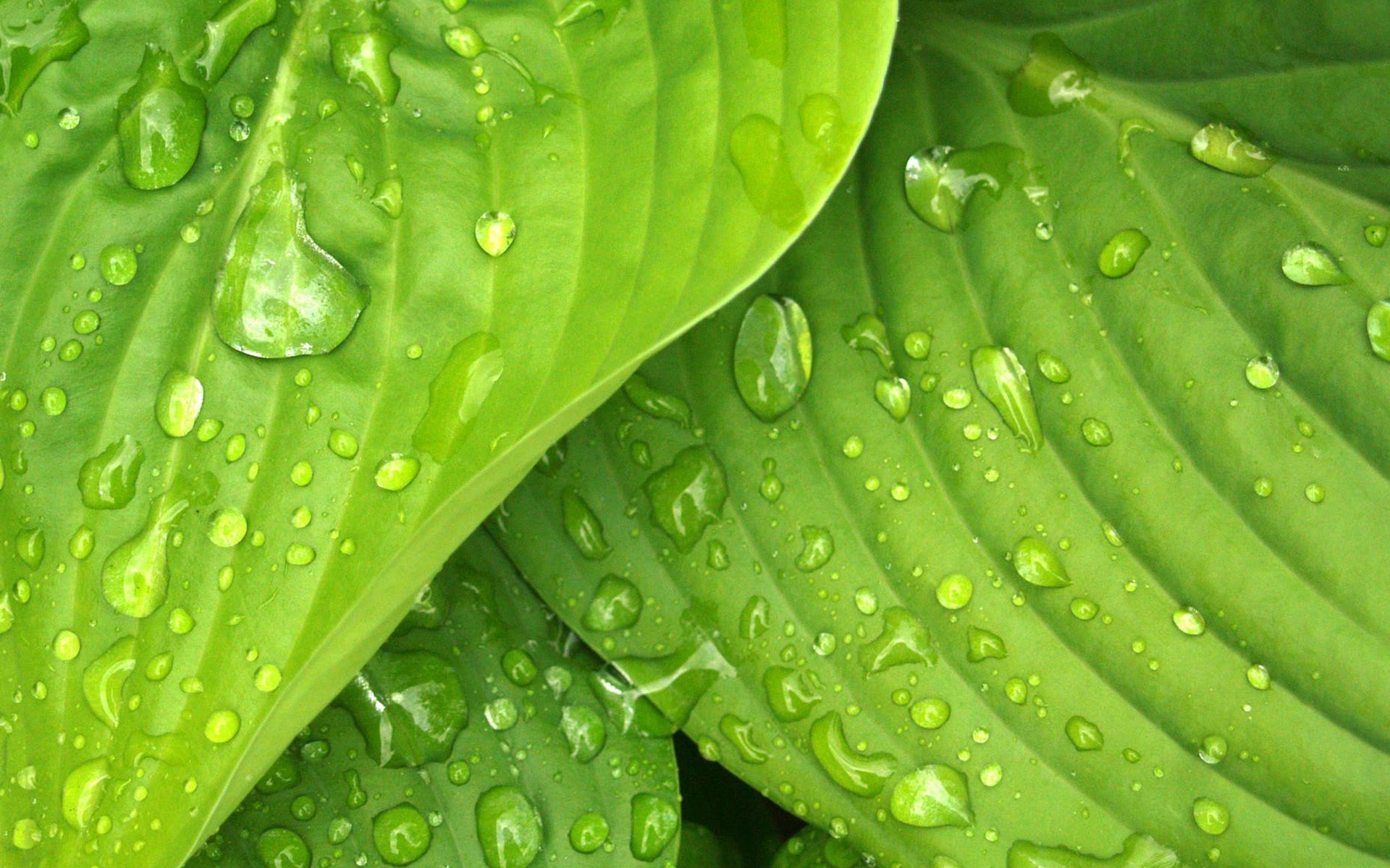 护眼壁纸,绿叶,水珠