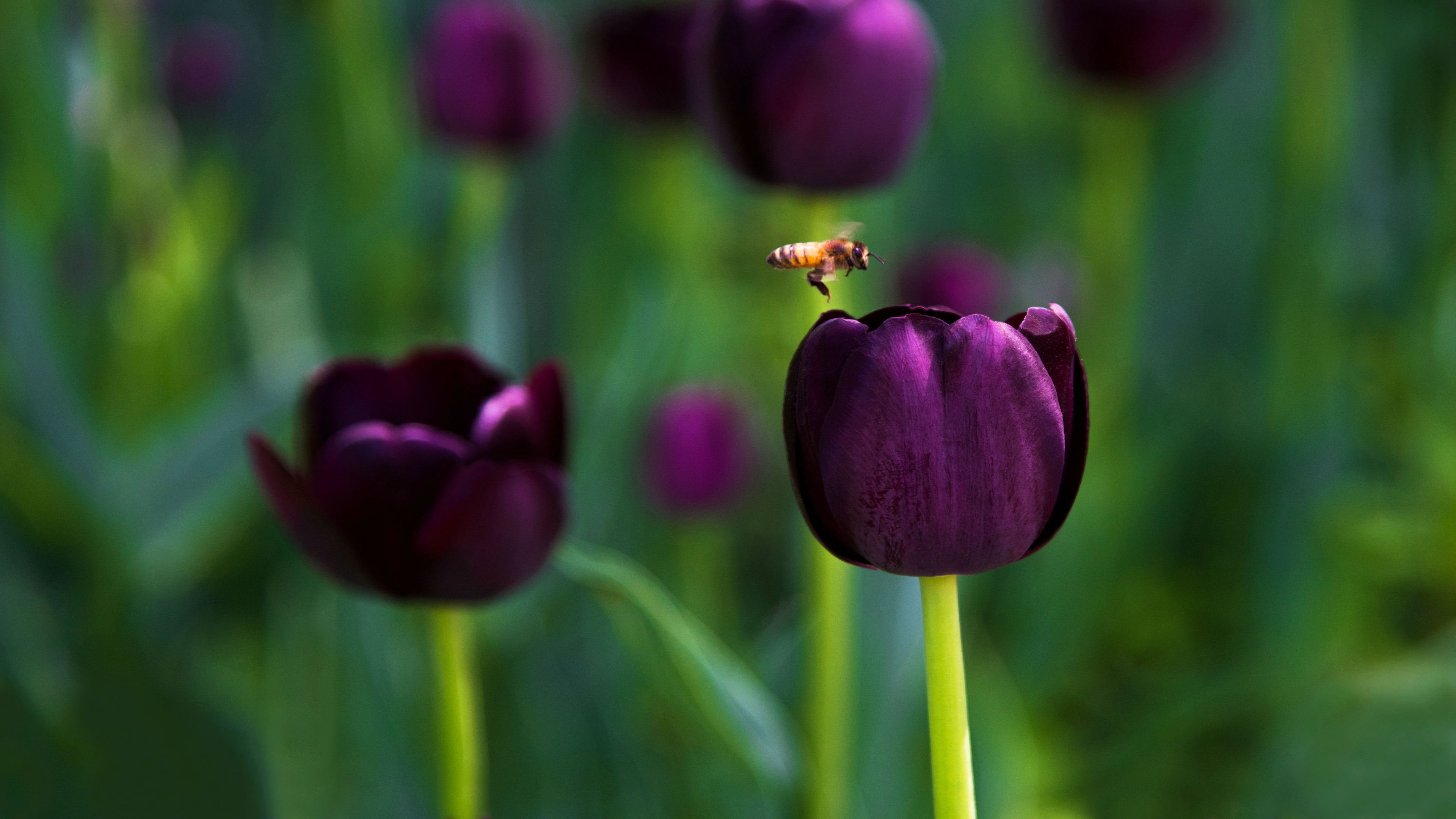 鸟语花香,郁金香,蜜蜂