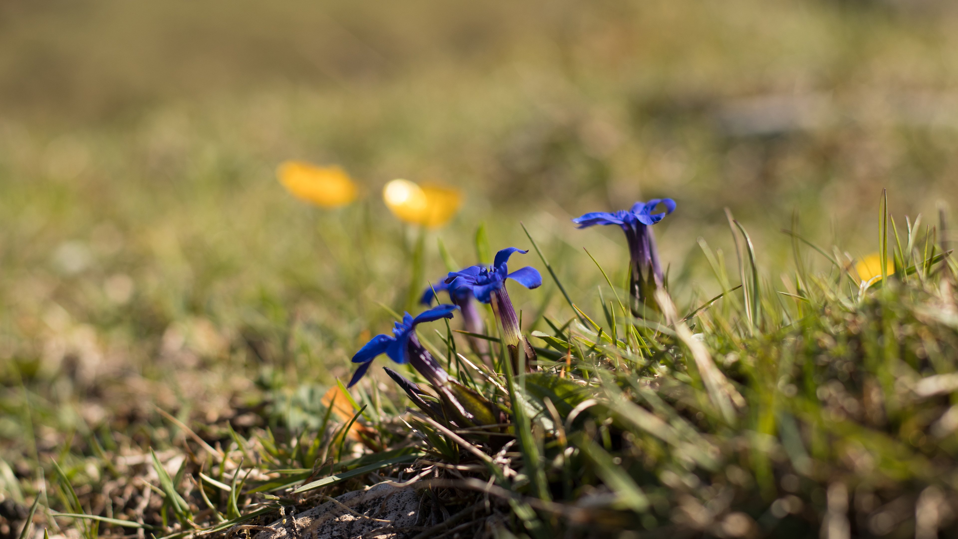 鸟语花香,小花,蓝色
