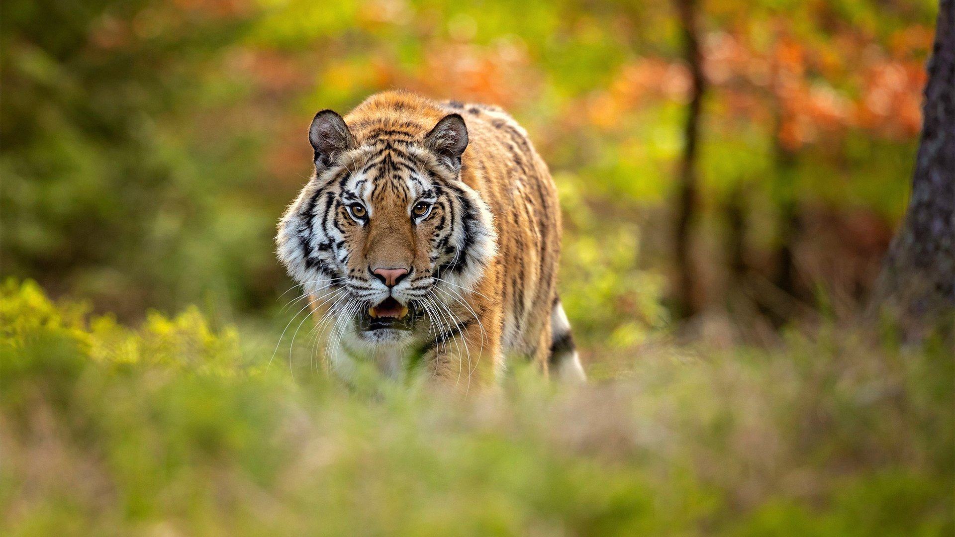 野生动物,老虎,王