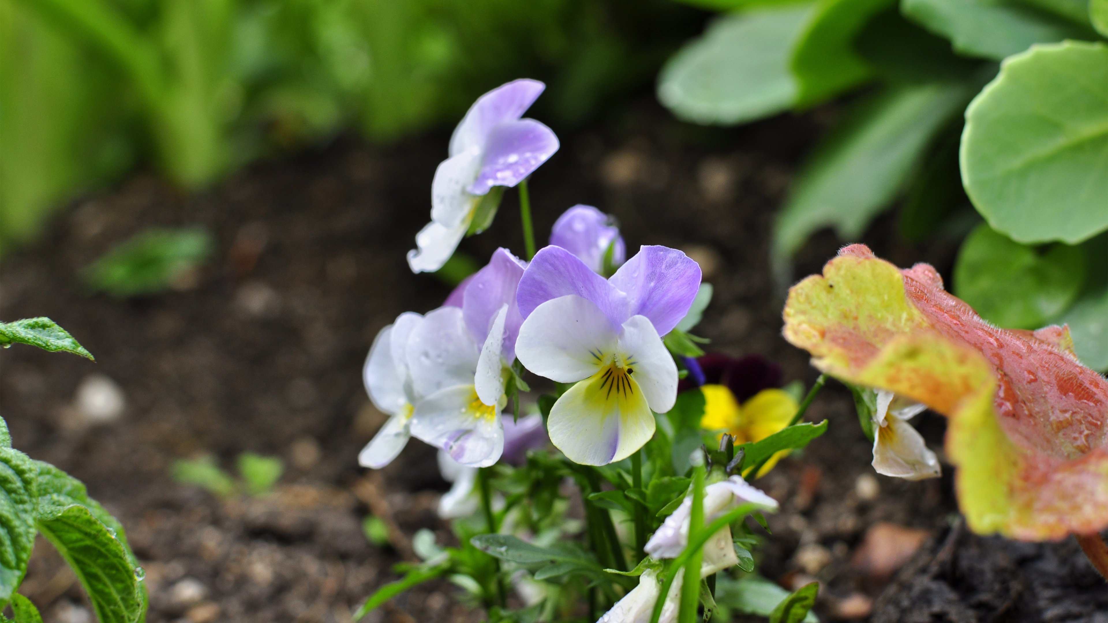 娇艳欲滴,雨后,小野花