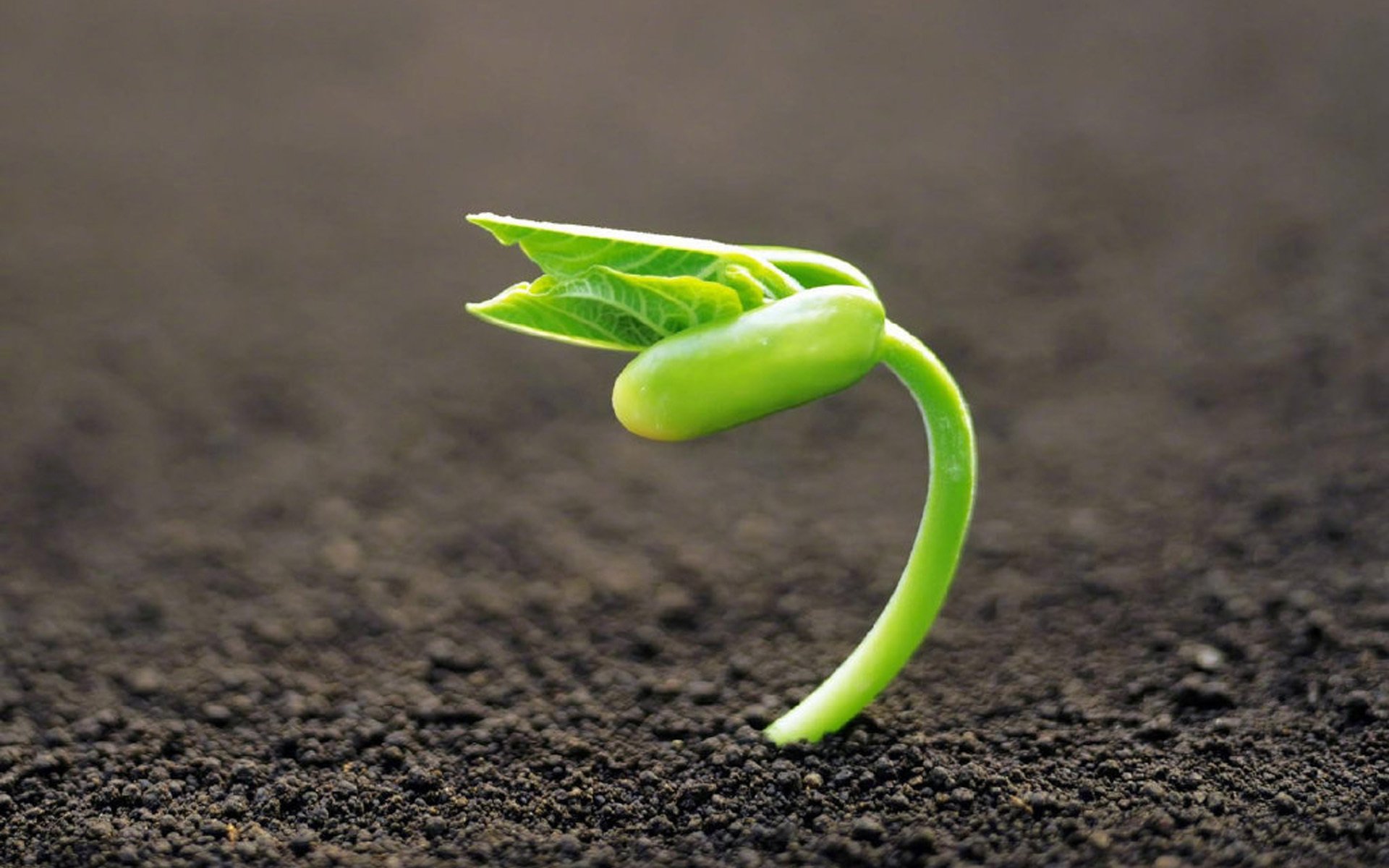 护眼壁纸,新芽,生机,活力