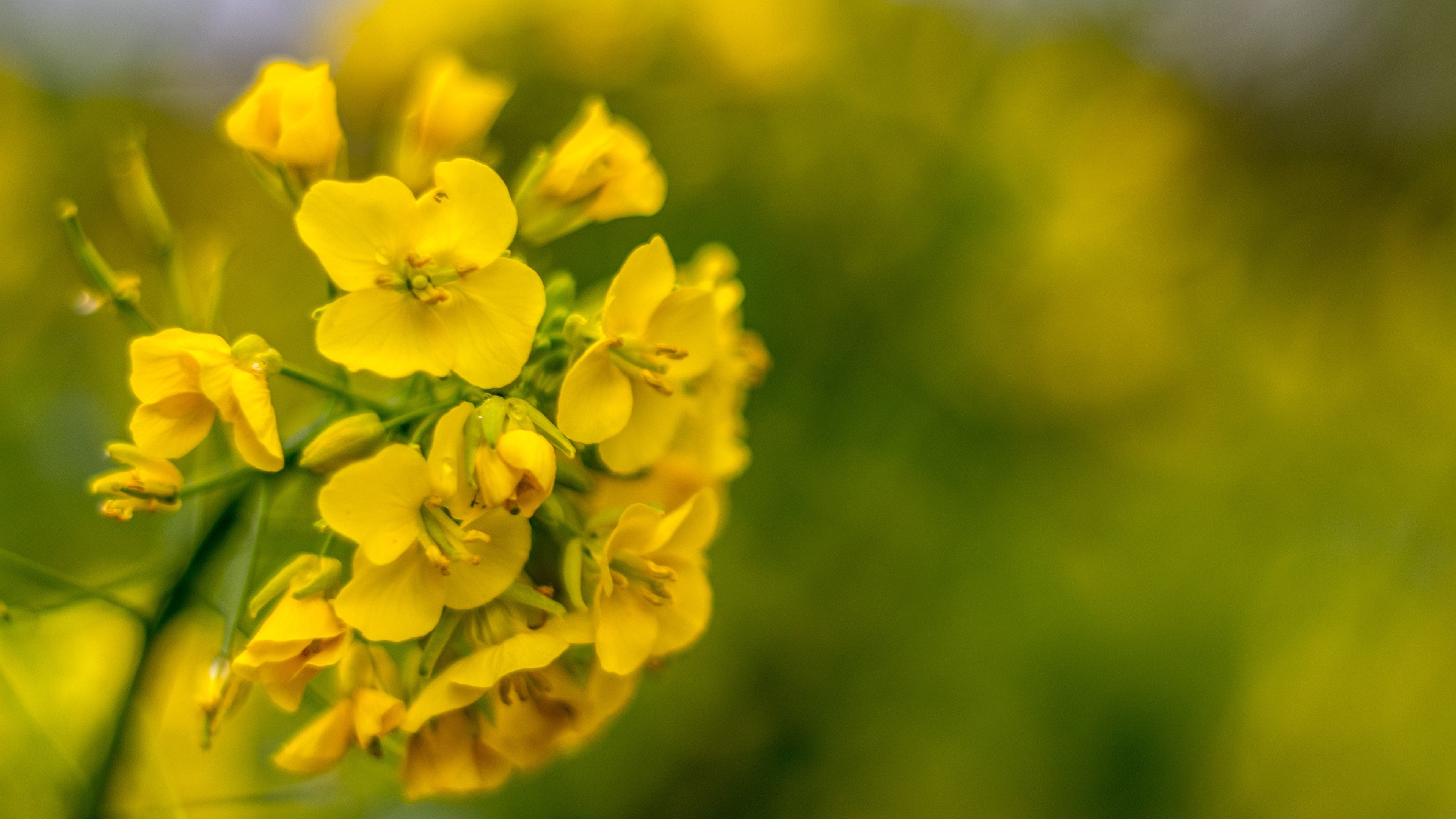 娇艳欲滴,黄色花