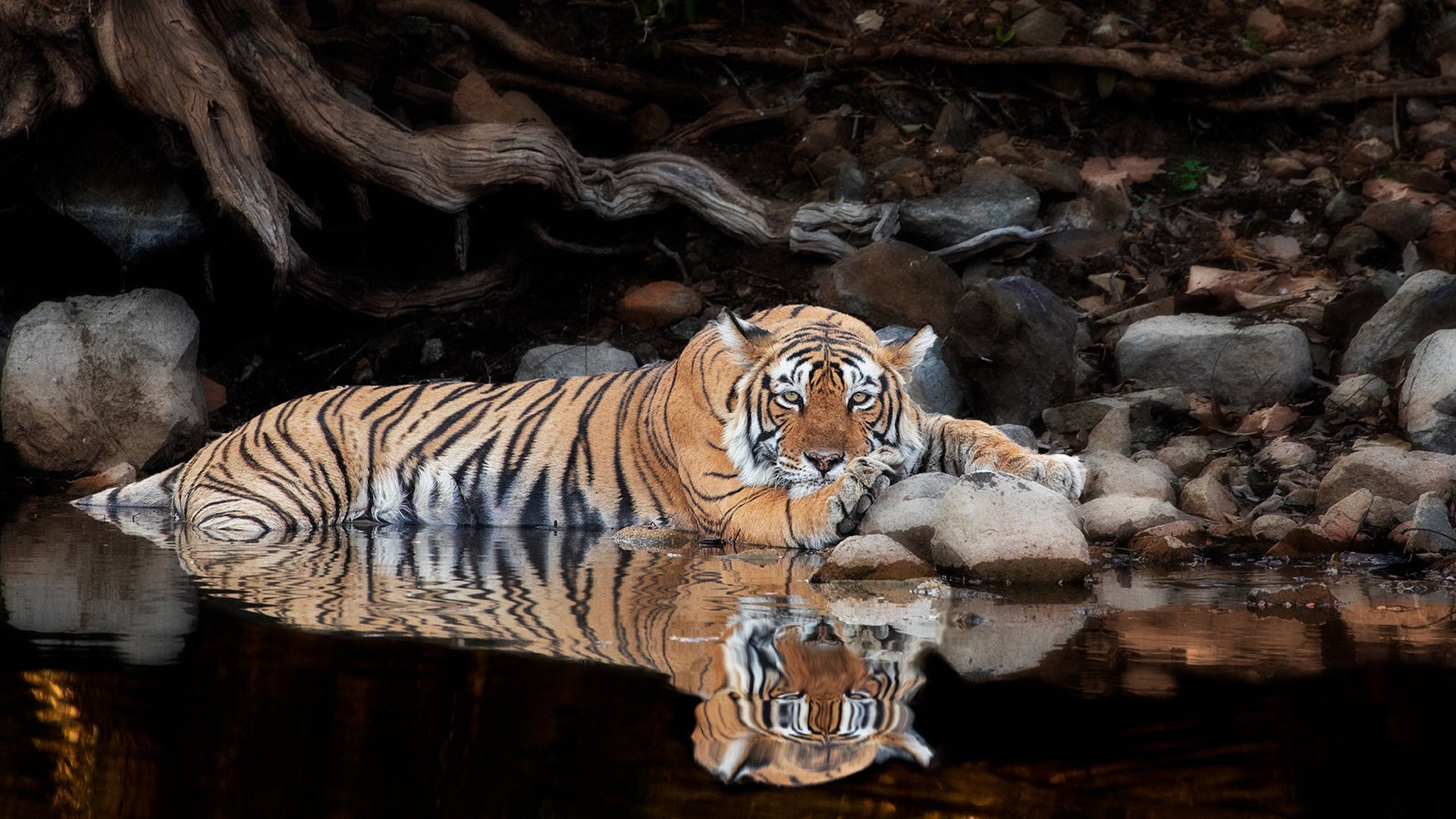 野生动物,老虎,倒影