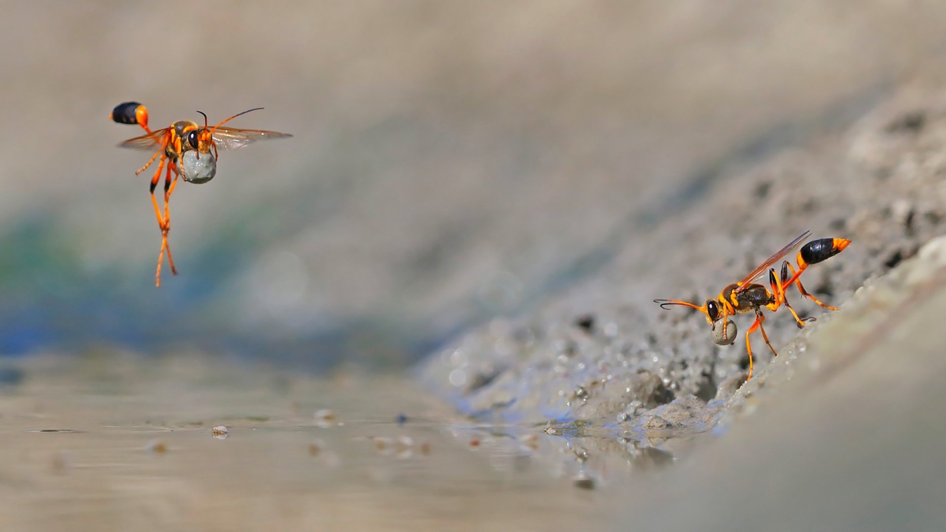 古灵精怪,蚂蚁,勤劳