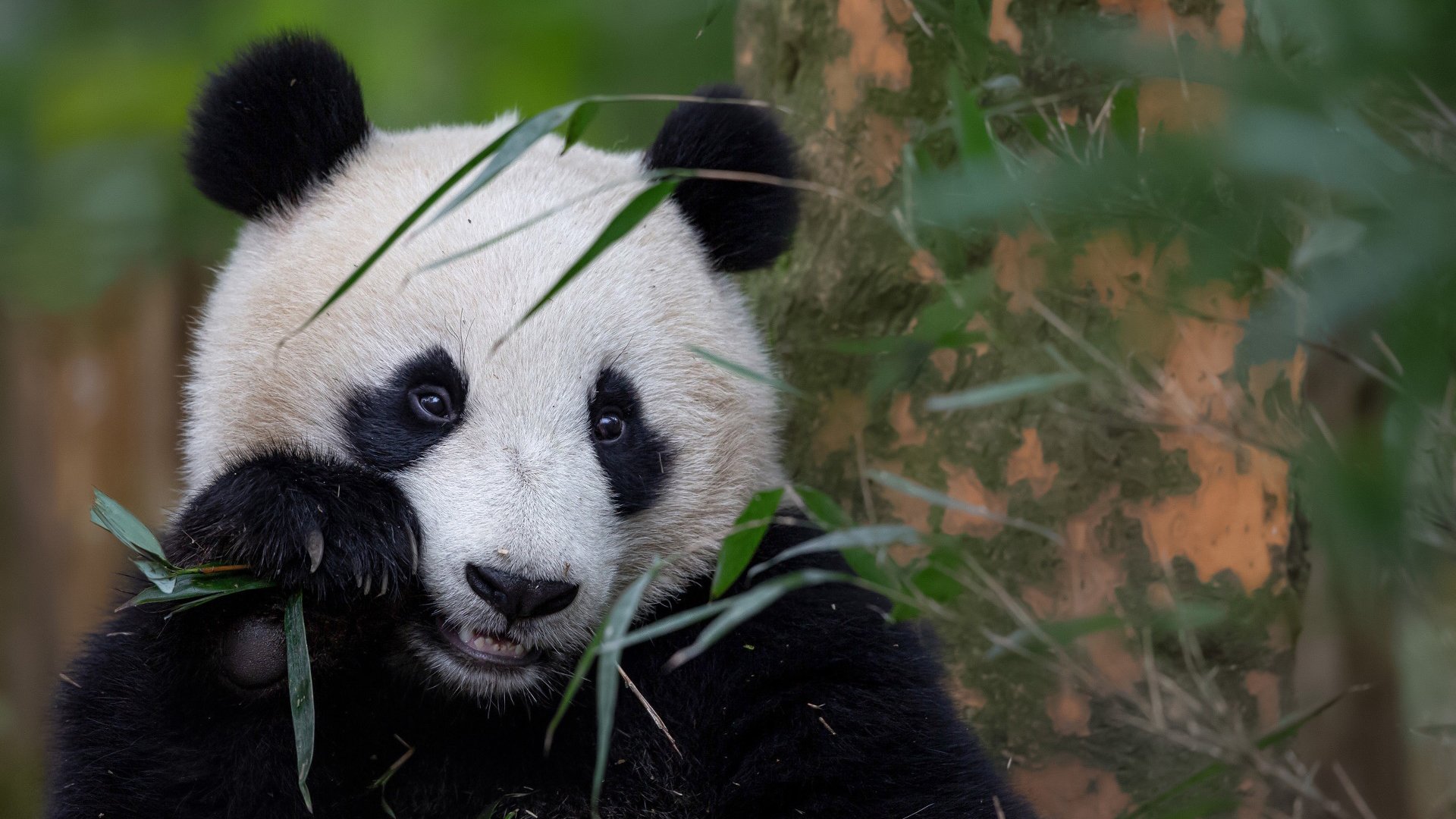 野生动物,熊猫,国宝