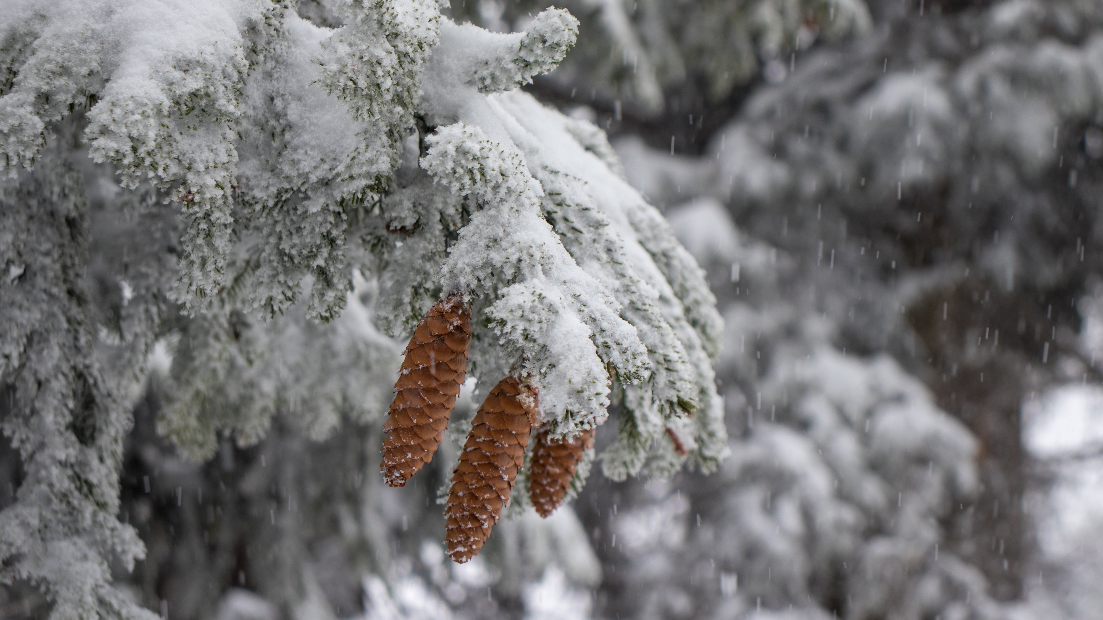 冰天雪地,松果,大雪
