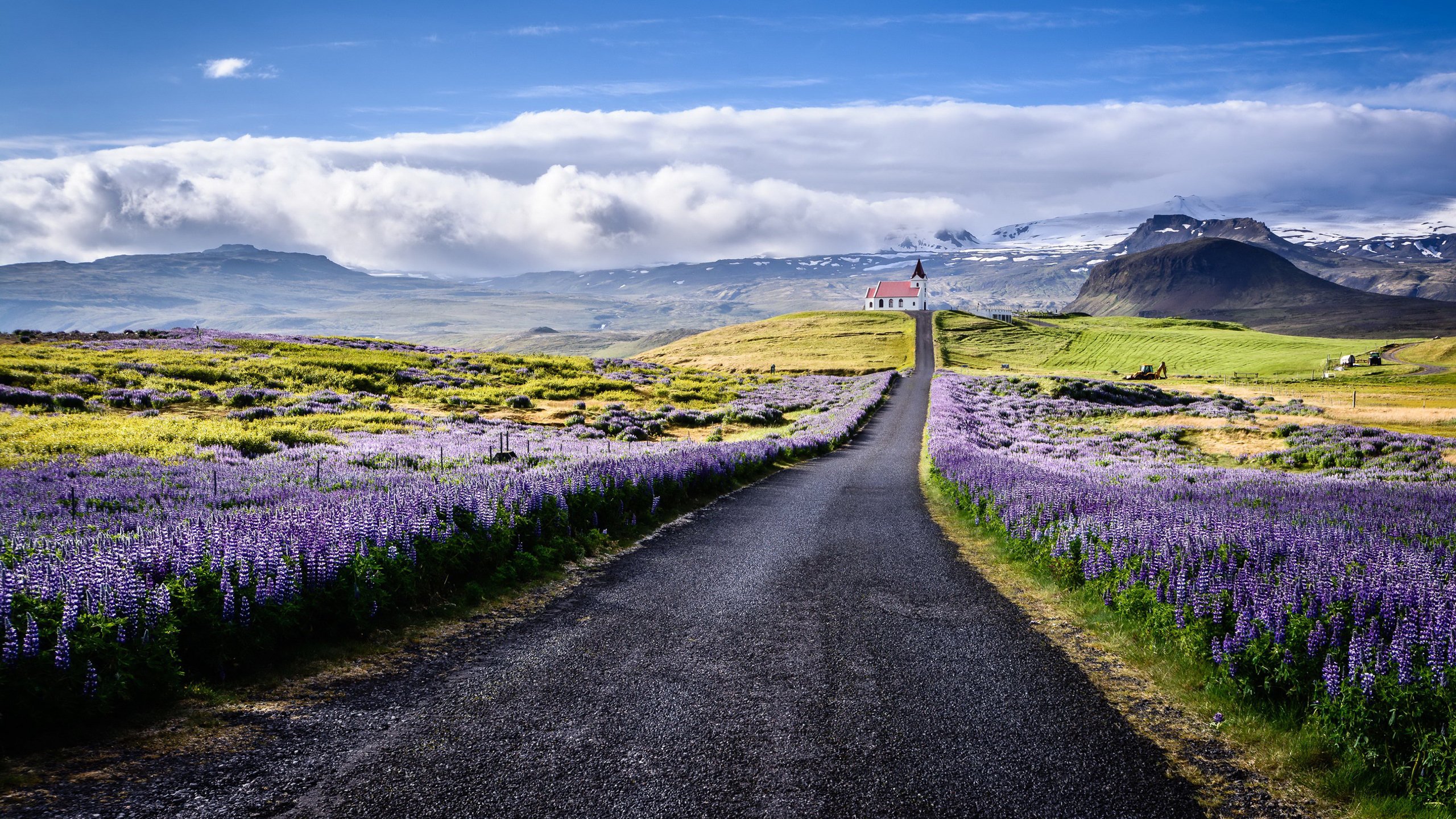 自然风光,花园,薰衣草