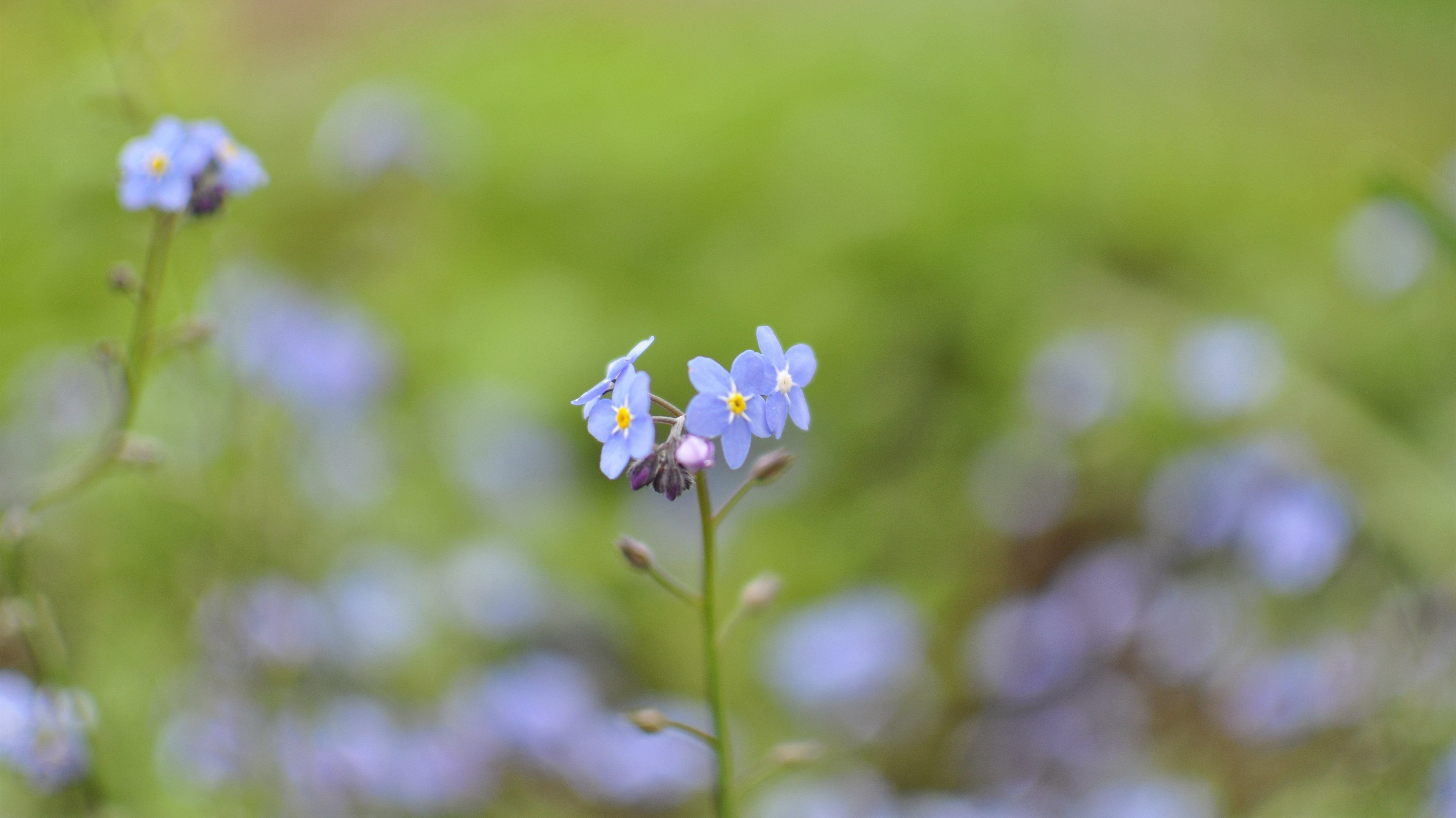 娇艳欲滴,紫色,碎花