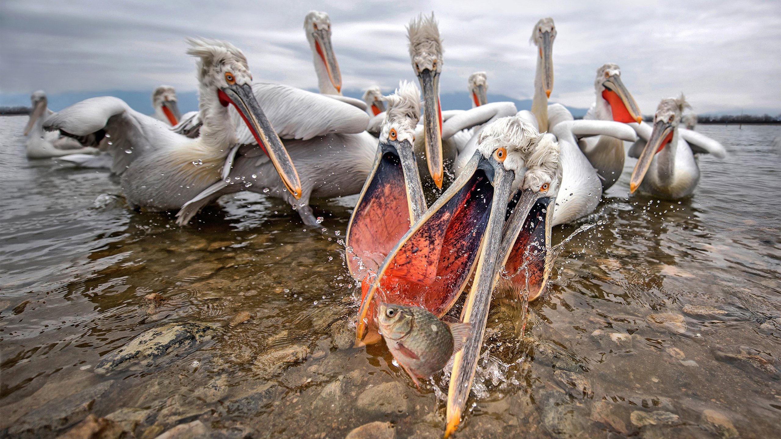 小鸟天地,鱼,湖