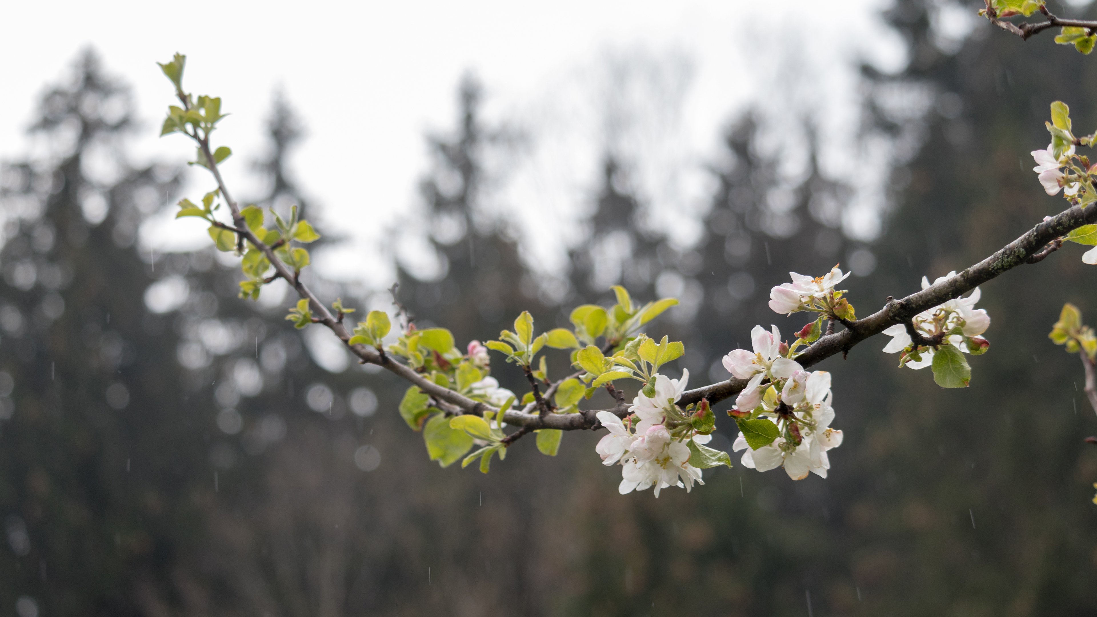 鸟语花香,春雨,迎春花
