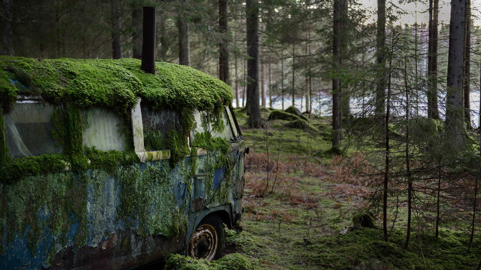 树林,废旧,遗弃