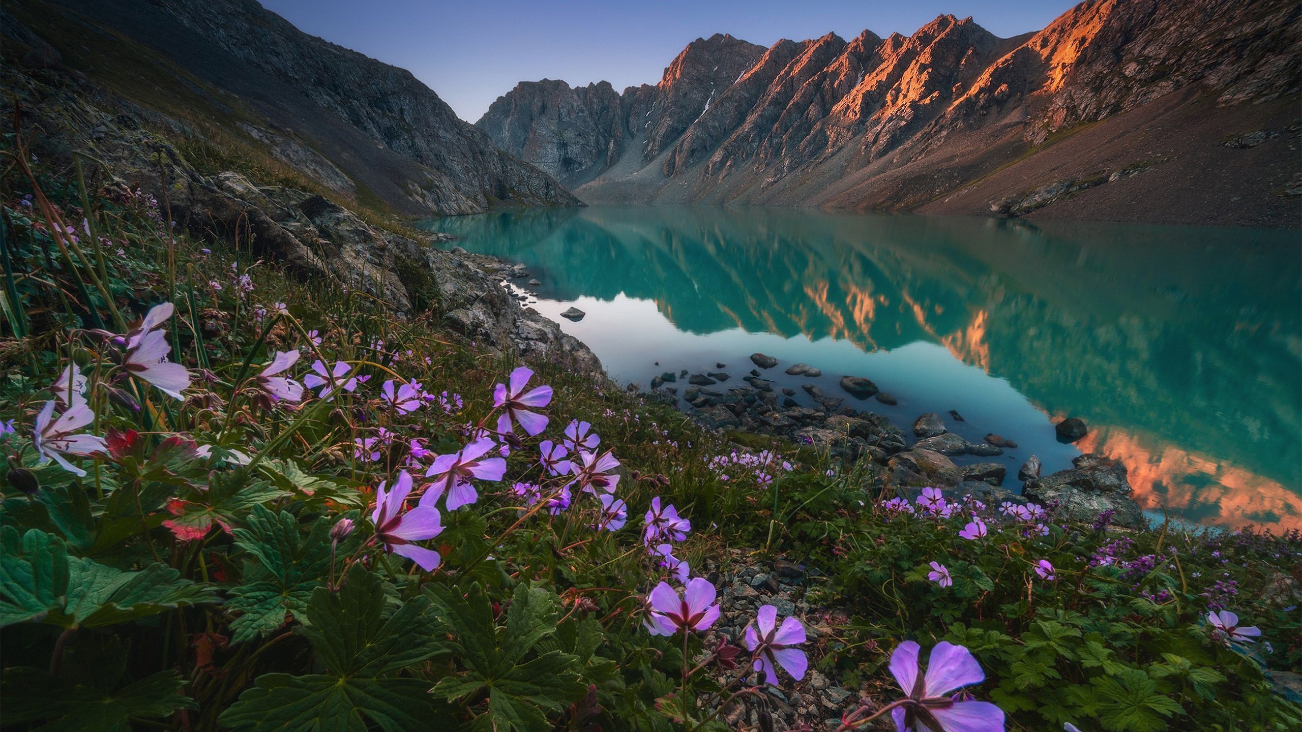 自然风光,湖泊,牵牛花