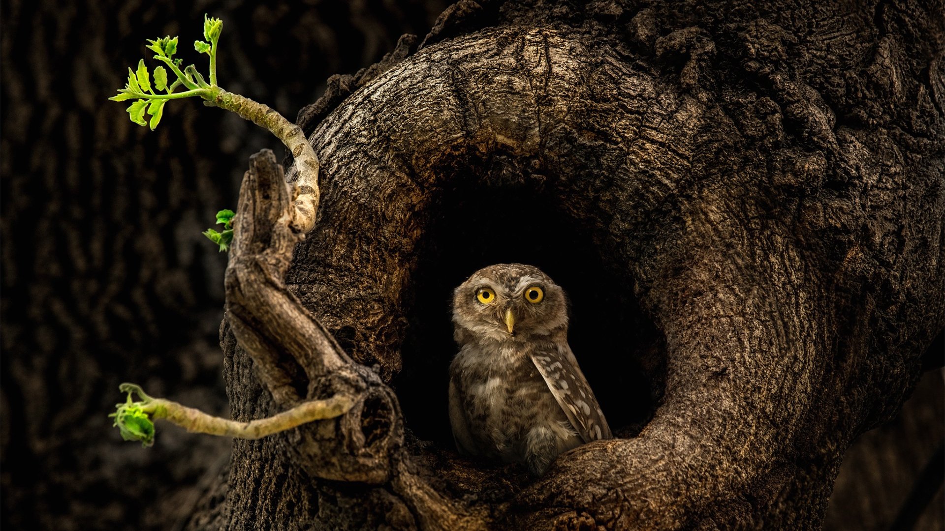 古灵精怪,猫头鹰