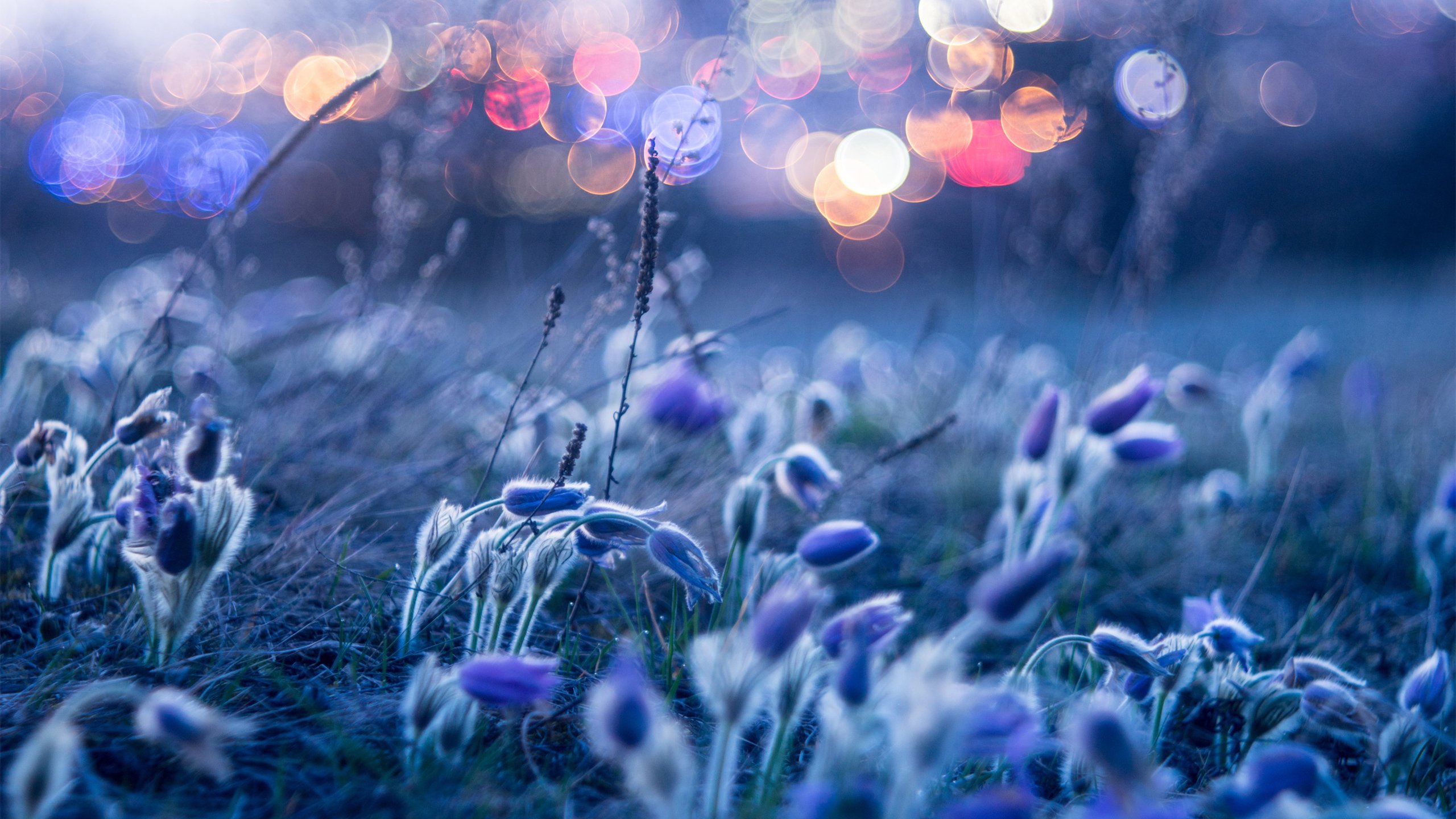 娇艳欲滴,蓝色,梦幻