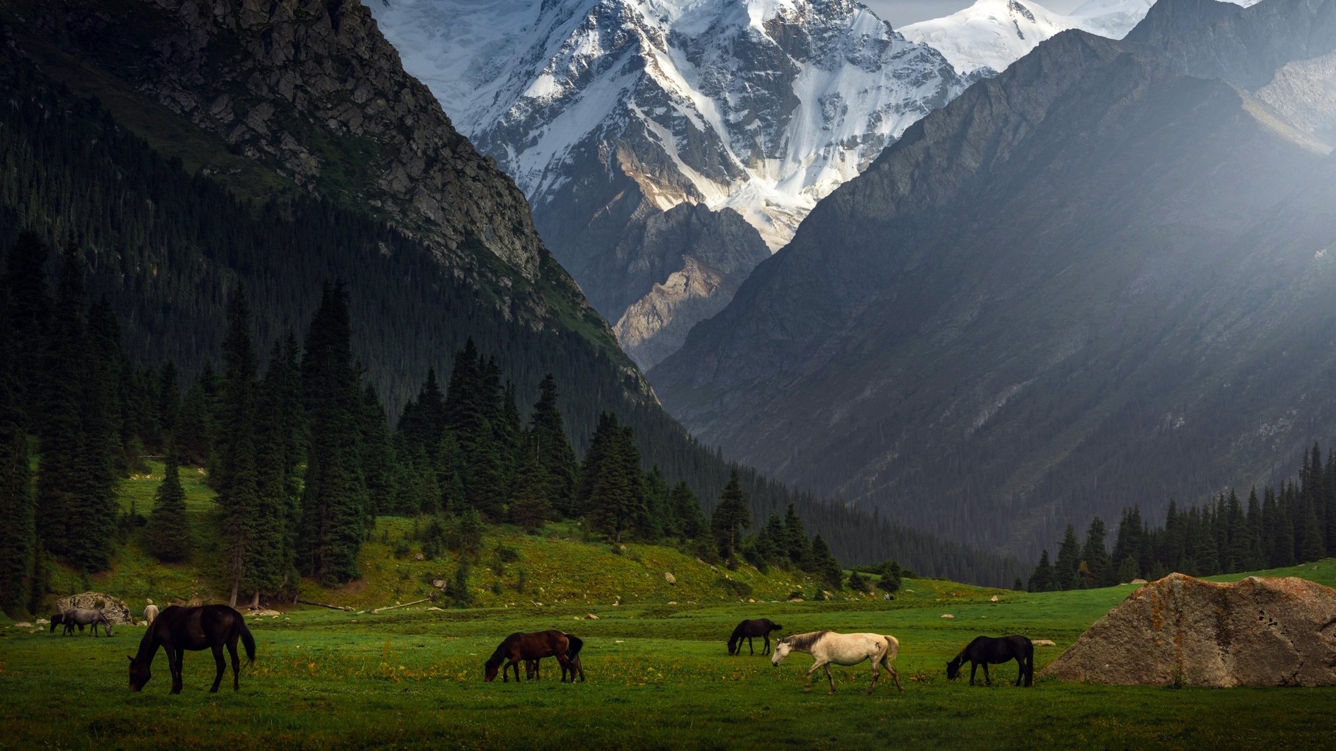 自然风光,草原,高原